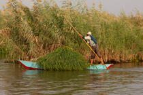 Sur le lac Manzala - Egypte © Philip Plisson / Plisson La Trinité / AA39861 - Nos reportages photos - Couleur