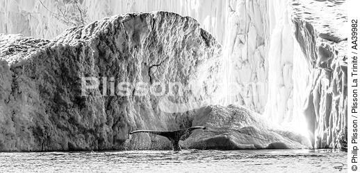 Queue de baleine en baie de Disco - © Philip Plisson / Plisson La Trinité / AA39982 - Nos reportages photos - Faune