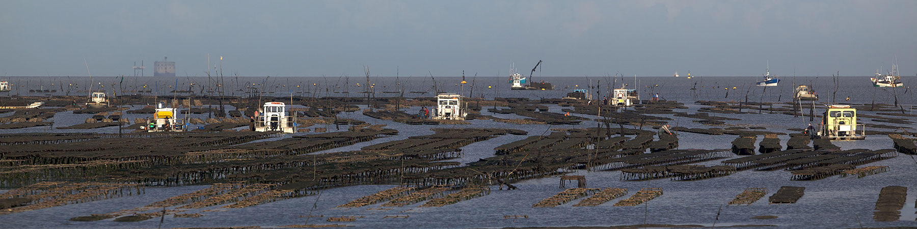 Oyster Farming - Photo Pêcheur d'Images