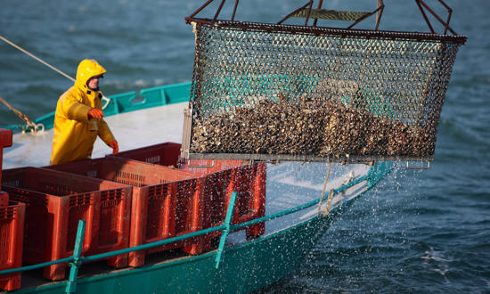 Pêcheur d'Images report photo - Oyster Farming