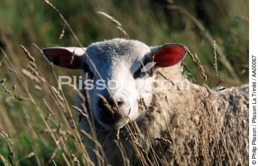 Mouton - © Philip Plisson / Plisson La Trinité / AA00067 - Photo Galleries - Fauna and Flora