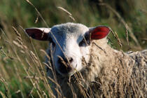 Mouton © Philip Plisson / Plisson La Trinité / AA00067 - Nos reportages photos - Vue non aérienne