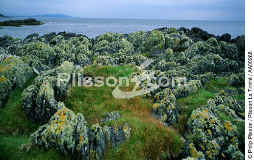 Humus sur des rochers (Ecosse). - © Philip Plisson / Plisson La Trinité / AA00268 - Photo Galleries - Rock