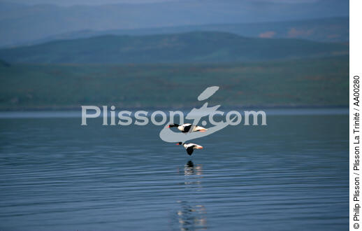 Canards en vol en Ecosse. - © Philip Plisson / Plisson La Trinité / AA00280 - Photo Galleries - Duck