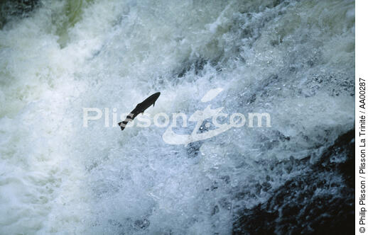 Saumon remontant une cascade en Ecosse. - © Philip Plisson / Plisson La Trinité / AA00287 - Nos reportages photos - Géomorphie