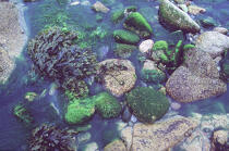 Algues et galets. © Philip Plisson / Plisson La Trinité / AA00407 - Photo Galleries - Ground shot