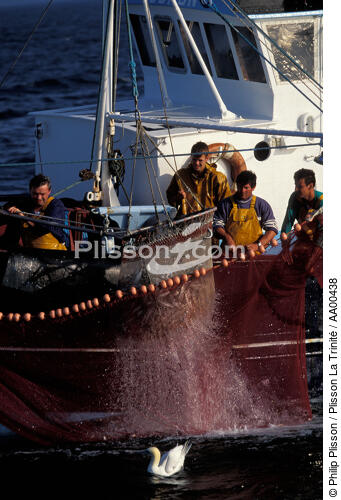 Le fou de Bassan et le sardinier. - © Philip Plisson / Plisson La Trinité / AA00438 - Photo Galleries - Trawler