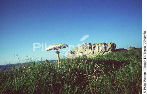 Un champignon typique de l'île, la Coulmelle ( île de Ouessant, Finistère, 29). - © Philip Plisson / Plisson La Trinité / AA00460 - Nos reportages photos - Ile [29]