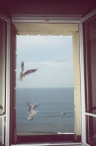 Mouette volant devant une fenêtre. © Philip Plisson / Plisson La Trinité / AA00476 - Photo Galleries - Fauna and Flora