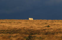 Mouton sur l'ile d'Harris . © Philip Plisson / Plisson La Trinité / AA00480 - Photo Galleries - Stormy sky