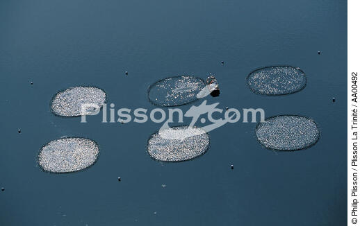 Salmoniculture dans les Iles des Hébrides . - © Philip Plisson / Plisson La Trinité / AA00492 - Nos reportages photos - Hébrides [Iles des]