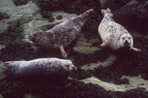 Phoques dans l'archipel des Orcades . © Philip Plisson / Plisson La Trinité / AA00500 - Photo Galleries - Seal