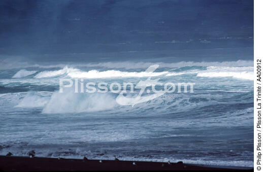 Mouettes en bord de mer. - © Philip Plisson / Plisson La Trinité / AA00912 - Nos reportages photos - Gros temps