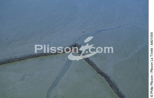 Parc à moules de bouchots. - © Philip Plisson / Plisson La Trinité / AA01004 - Photo Galleries - Maritime activity