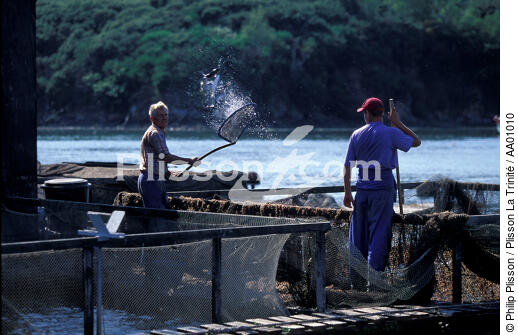 Pisciculture en rivière d'Auray. - © Philip Plisson / Plisson La Trinité / AA01010 - Photo Galleries - Fish farming