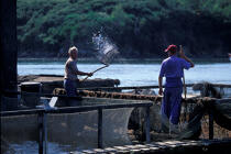 Pisciculture en rivière d'Auray. © Philip Plisson / Plisson La Trinité / AA01010 - Nos reportages photos - Homme