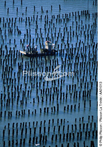 Parcs à moules à bouchots. - © Philip Plisson / Plisson La Trinité / AA01013 - Photo Galleries - Mussel bed