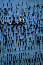 Parcs à moules à bouchots. © Philip Plisson / Plisson La Trinité / AA01013 - Photo Galleries - Lighter used by mussel breeders