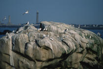 Mouettes et goëlands sur un rocher à Penmarc'h. © Philip Plisson / Plisson La Trinité / AA01102 - Nos reportages photos - Finistère