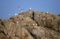 Mouettes dans les rochers. © Philip Plisson / Plisson La Trinité / AA01103 - Nos reportages photos - Oiseau marin