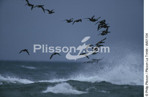 Bernaches au dessus des vagues. - © Philip Plisson / Plisson La Trinité / AA01104 - Nos reportages photos - Ciel