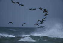 Bernaches au dessus des vagues. © Philip Plisson / Plisson La Trinité / AA01104 - Photo Galleries - Weather