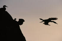 Cormorans en vol, en contre-jour. © Philip Plisson / Plisson La Trinité / AA01106 - Nos reportages photos - Cormoran