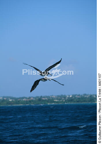 Pélicans en plein vol aux Antilles. - © Guillaume Plisson / Plisson La Trinité / AA01107 - Nos reportages photos - Ciel