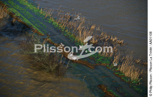 Hérons au bord du canal de Redon. - © Philip Plisson / Plisson La Trinité / AA01108 - Nos reportages photos - Ille-et-Vilaine