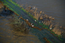 Hérons au bord du canal de Redon. © Philip Plisson / Plisson La Trinité / AA01108 - Photo Galleries - Hydrology