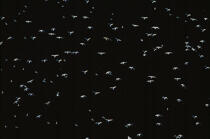 Mouettes en vol. © Guillaume Plisson / Plisson La Trinité / AA01119 - Photo Galleries - Aerial shot