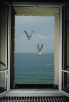 Mouettes. © Philip Plisson / Plisson La Trinité / AA01123 - Photo Galleries - Window
