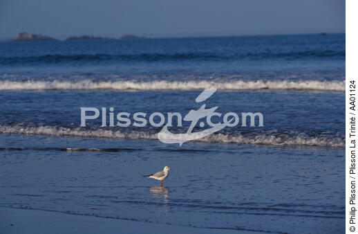 Sterne pierregrain au bord de l'eau. - © Philip Plisson / Plisson La Trinité / AA01124 - Photo Galleries - Series of waves