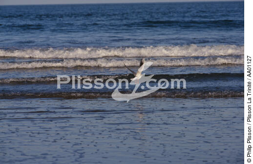Mouette au dessus des vagues. - © Philip Plisson / Plisson La Trinité / AA01127 - Nos reportages photos - Faune et Flore