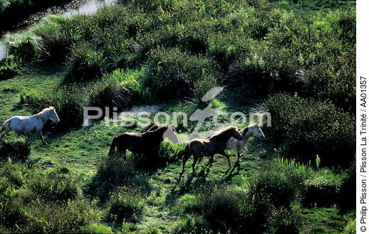 Chevaux dans le Parc Naturel de Grande Brière. - © Philip Plisson / Plisson La Trinité / AA01357 - Photo Galleries - Marshland