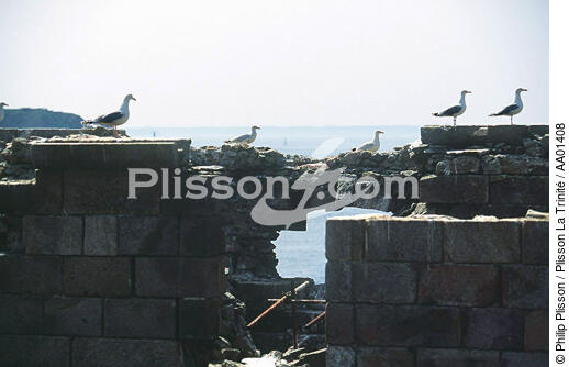 Mouettes sur le fort de La Conchée. - © Philip Plisson / Plisson La Trinité / AA01408 - Nos reportages photos - Faune et Flore
