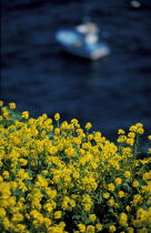 Fleurs au Cap Sizun. © Philip Plisson / Plisson La Trinité / AA01433 - Photo Galleries - Flora