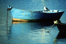 Mouette sur un canot de pêche. © Guillaume Plisson / Plisson La Trinité / AA01553 - Nos reportages photos - Pêche
