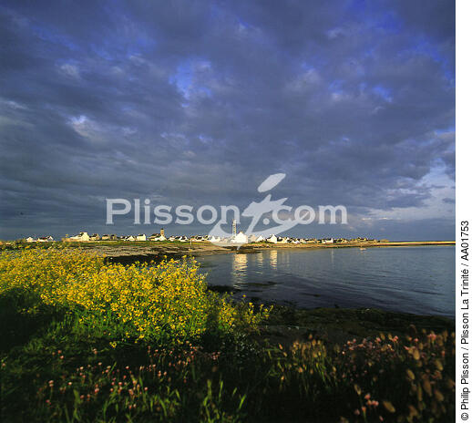 Sur l'île de Sein. - © Philip Plisson / Plisson La Trinité / AA01753 - Nos reportages photos - Flore