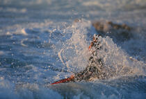 Surf à Quiberon. © Guillaume Plisson / Plisson La Trinité / AA01839 - Nos reportages photos - Sport et loisir