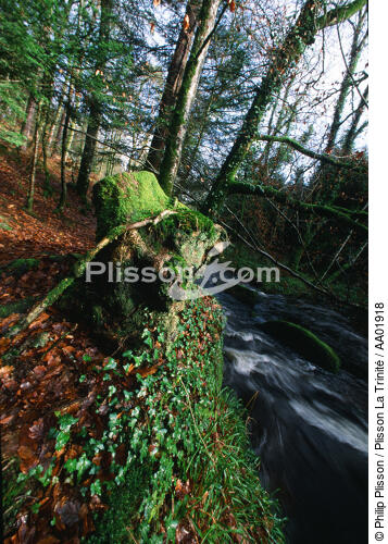Forêt du Huelgoat dans le Finistère. - © Philip Plisson / Plisson La Trinité / AA01918 - Nos reportages photos - Sous-bois