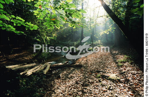 Forêt du Cranou. - © Philip Plisson / Plisson La Trinité / AA01919 - Nos reportages photos - Sous-bois
