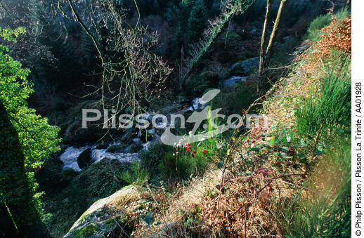 Petite rivière dans la Forêt du Huelgoat. - © Philip Plisson / Plisson La Trinité / AA01928 - Photo Galleries - Leaves