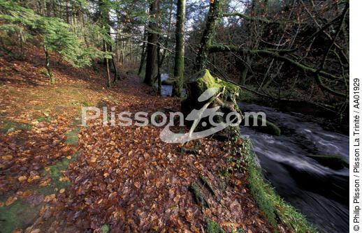 Dans la Forêt du Huelgoat. - © Philip Plisson / Plisson La Trinité / AA01929 - Photo Galleries - Interior landscape