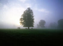 Paysage irlandais sous la brume. © Philip Plisson / Plisson La Trinité / AA02256 - Nos reportages photos - Mammifère