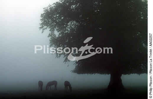 Chevaux dans la brume. - © Philip Plisson / Plisson La Trinité / AA02257 - Nos reportages photos - Flore