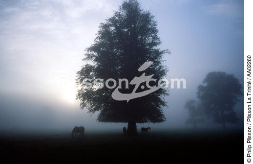 Paysage irlandais et chevaux. - © Philip Plisson / Plisson La Trinité / AA02260 - Nos reportages photos - Nuage