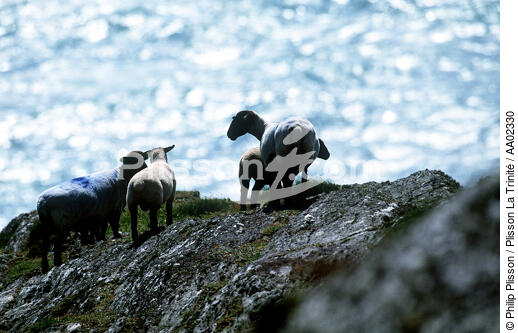 Moutons sur Bull Rock. - © Philip Plisson / Plisson La Trinité / AA02330 - Nos reportages photos - Bull Rock [phare de]