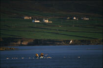 Pêcheurs à la crevette. © Philip Plisson / Plisson La Trinité / AA02361 - Nos reportages photos - Irlande, l'île verte