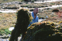Homme ramassant du goémon. © Philip Plisson / Plisson La Trinité / AA02477 - Nos reportages photos - Goémon